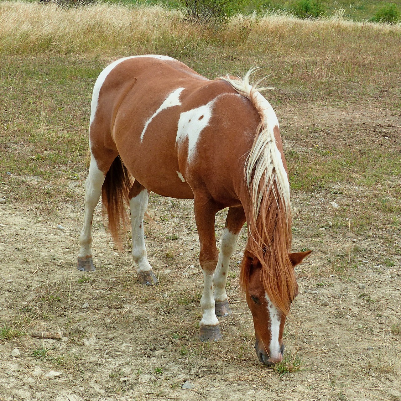 animal horse equine free photo