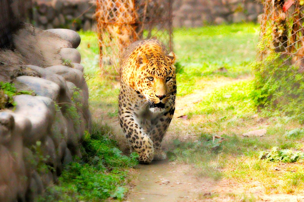 animal leopard king free photo