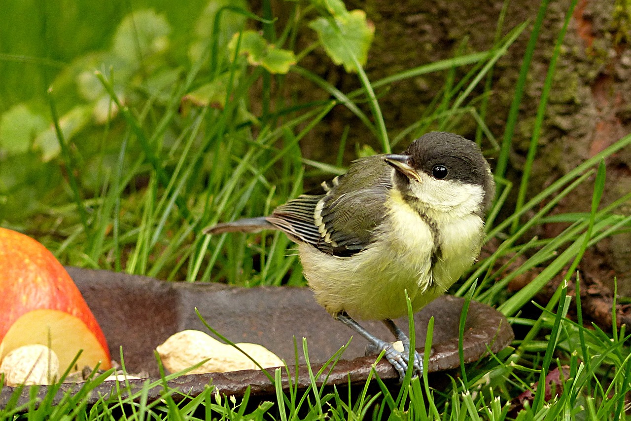 animal bird tit free photo