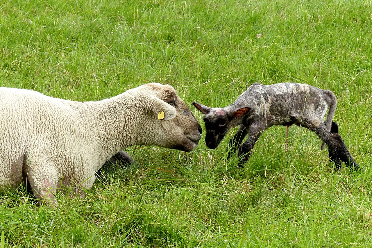animal sheep dam free photo
