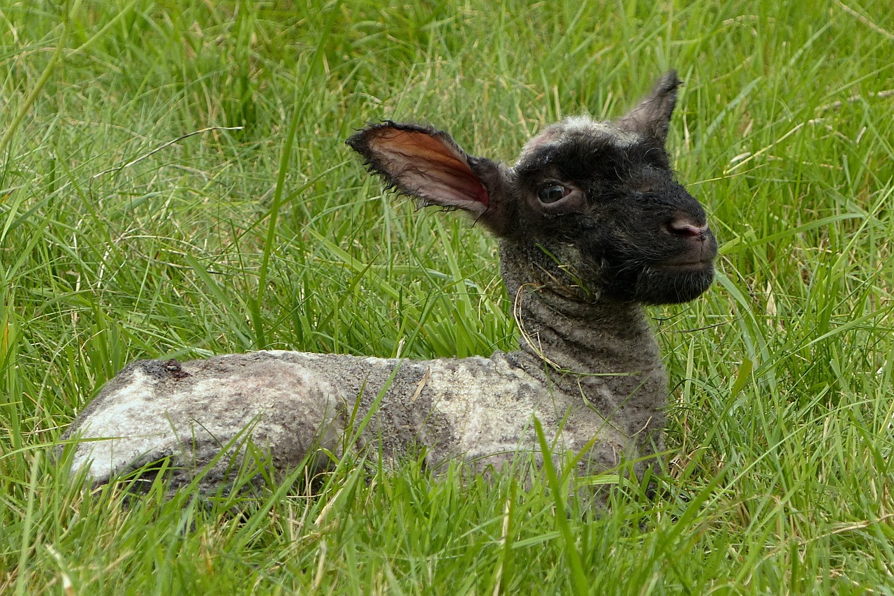 animal lamb just born free photo