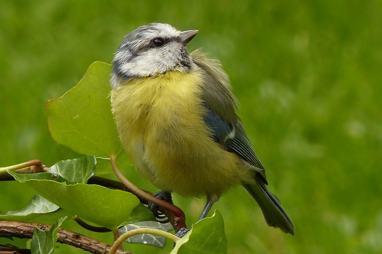 animal bird blue tit free photo