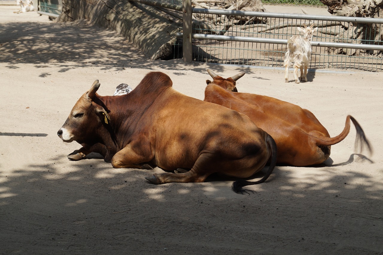 animal zoo small free photo