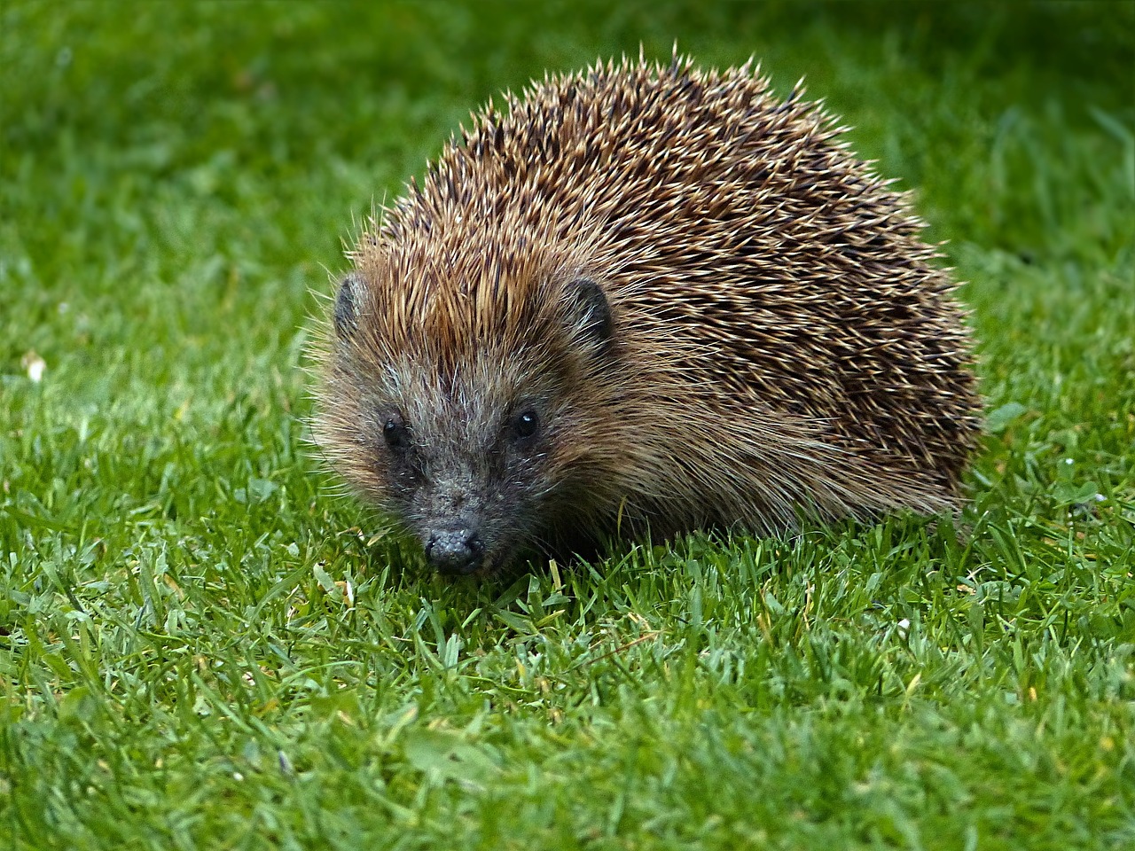 animal hedgehog erinaceus free photo