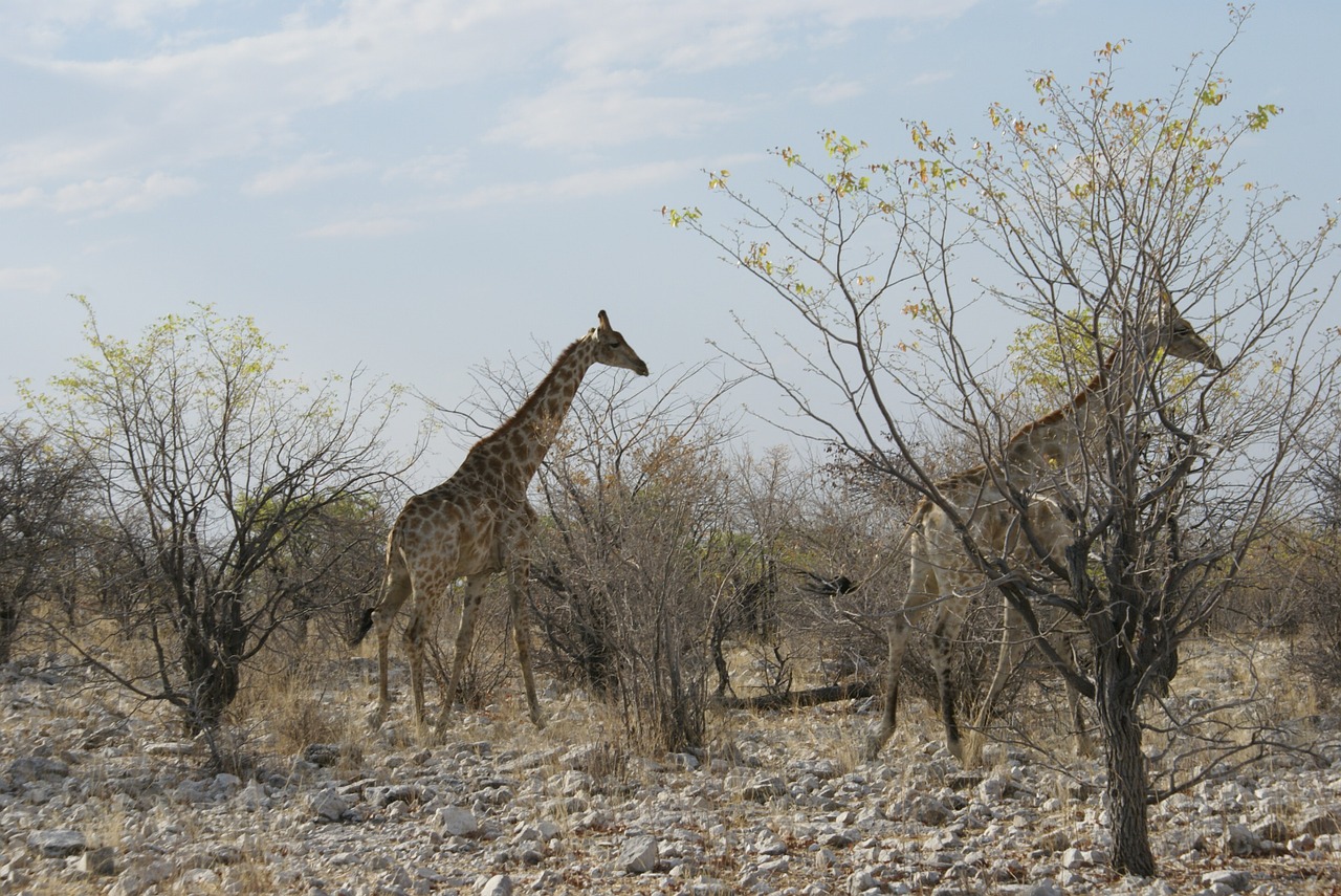 animal giraffe safari free photo