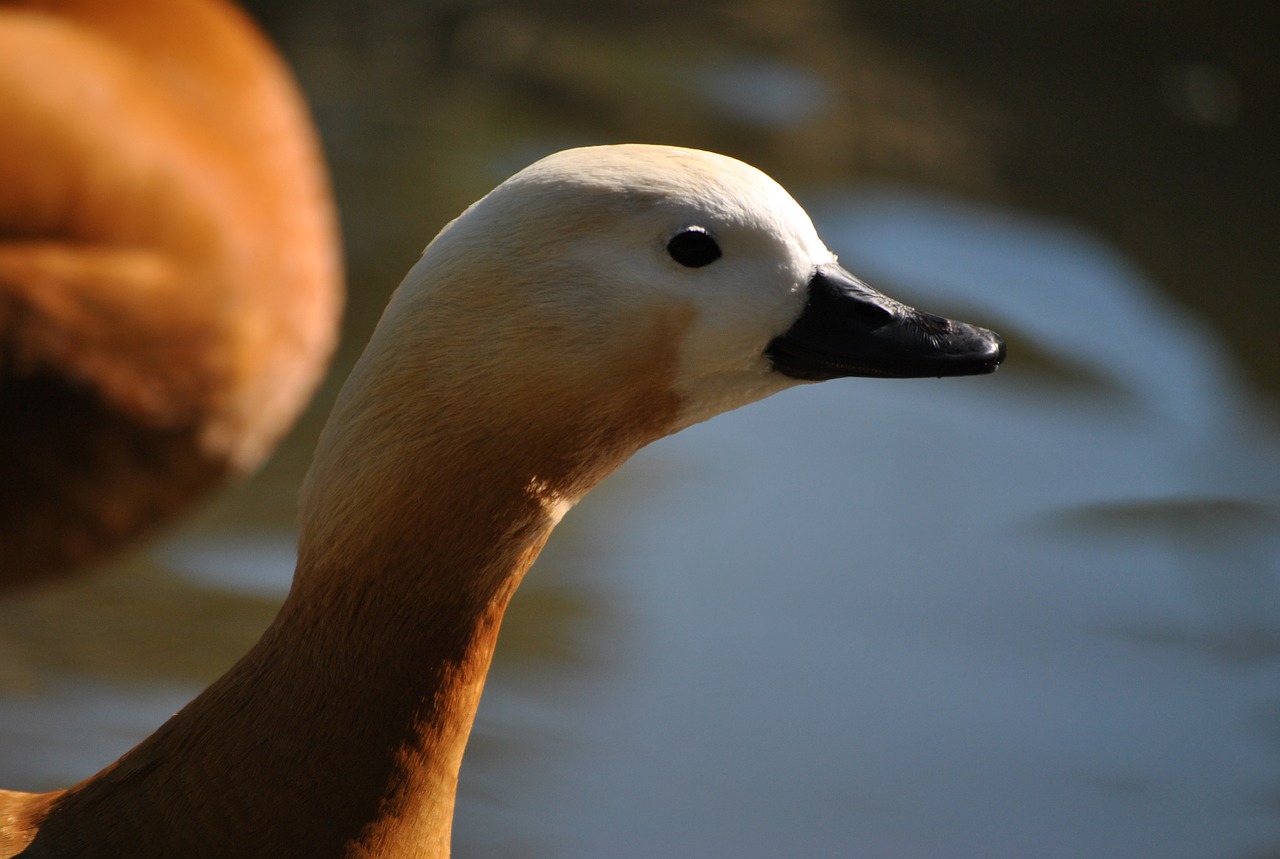 animal zoo duck free photo