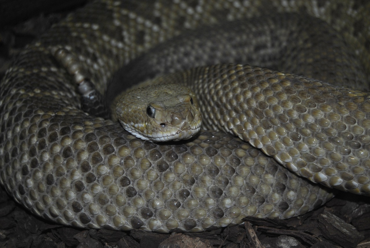 animal zoo snake free photo