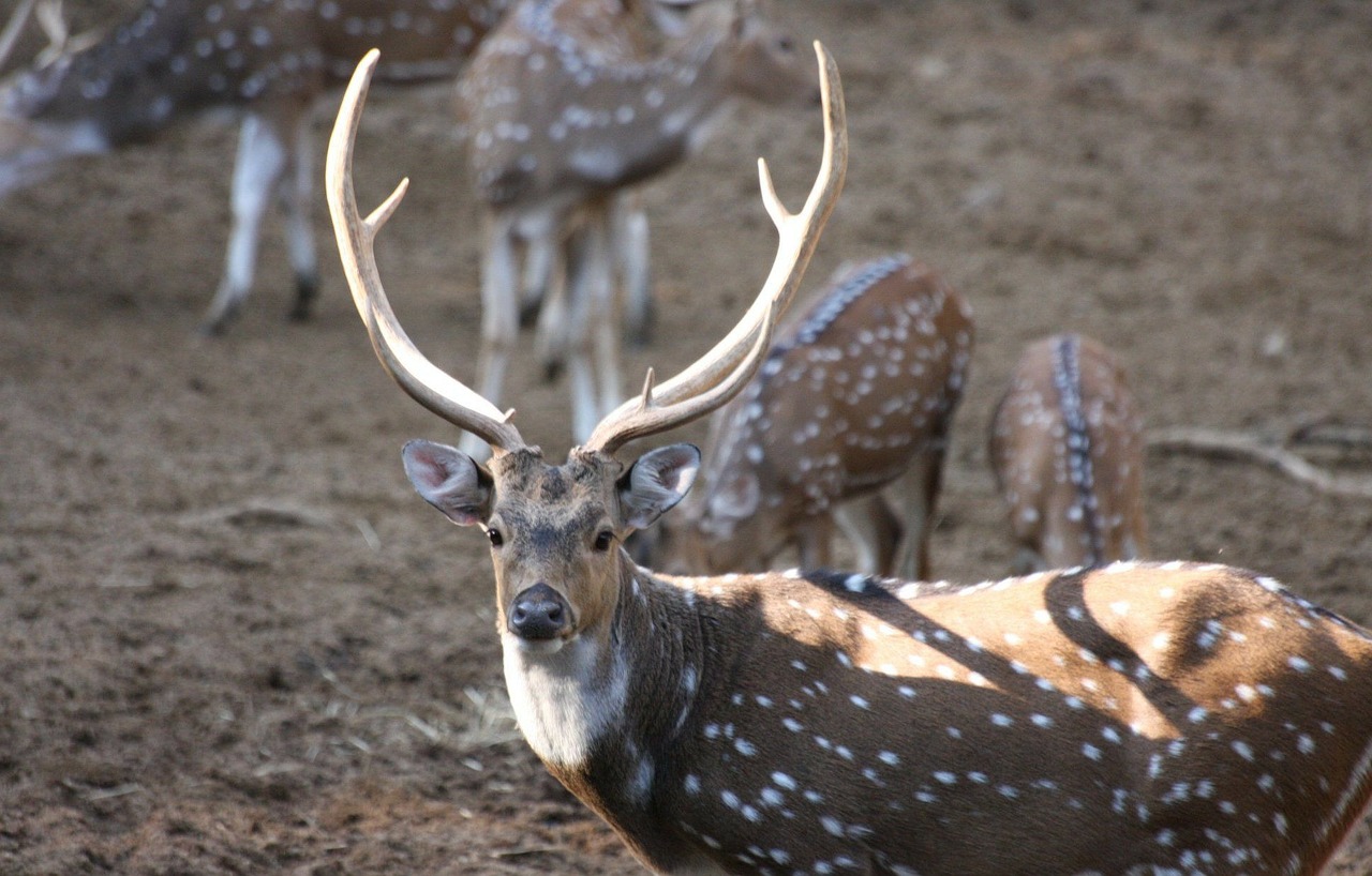 animal deer horns free photo