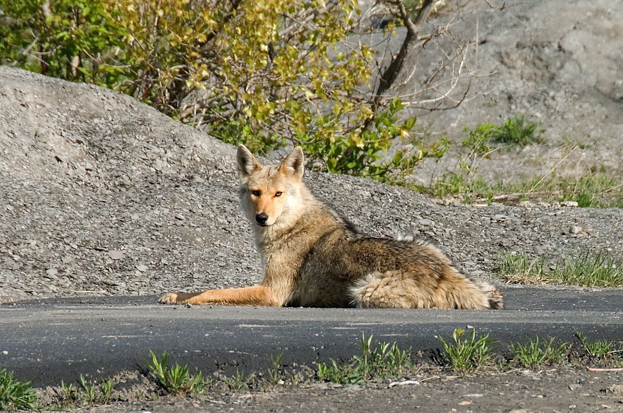 animal coyote fox free photo