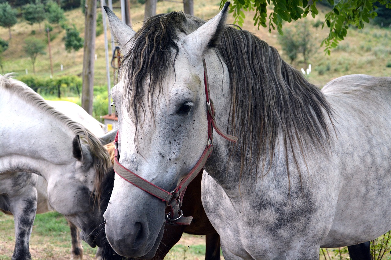 animal horse rural landscape free photo