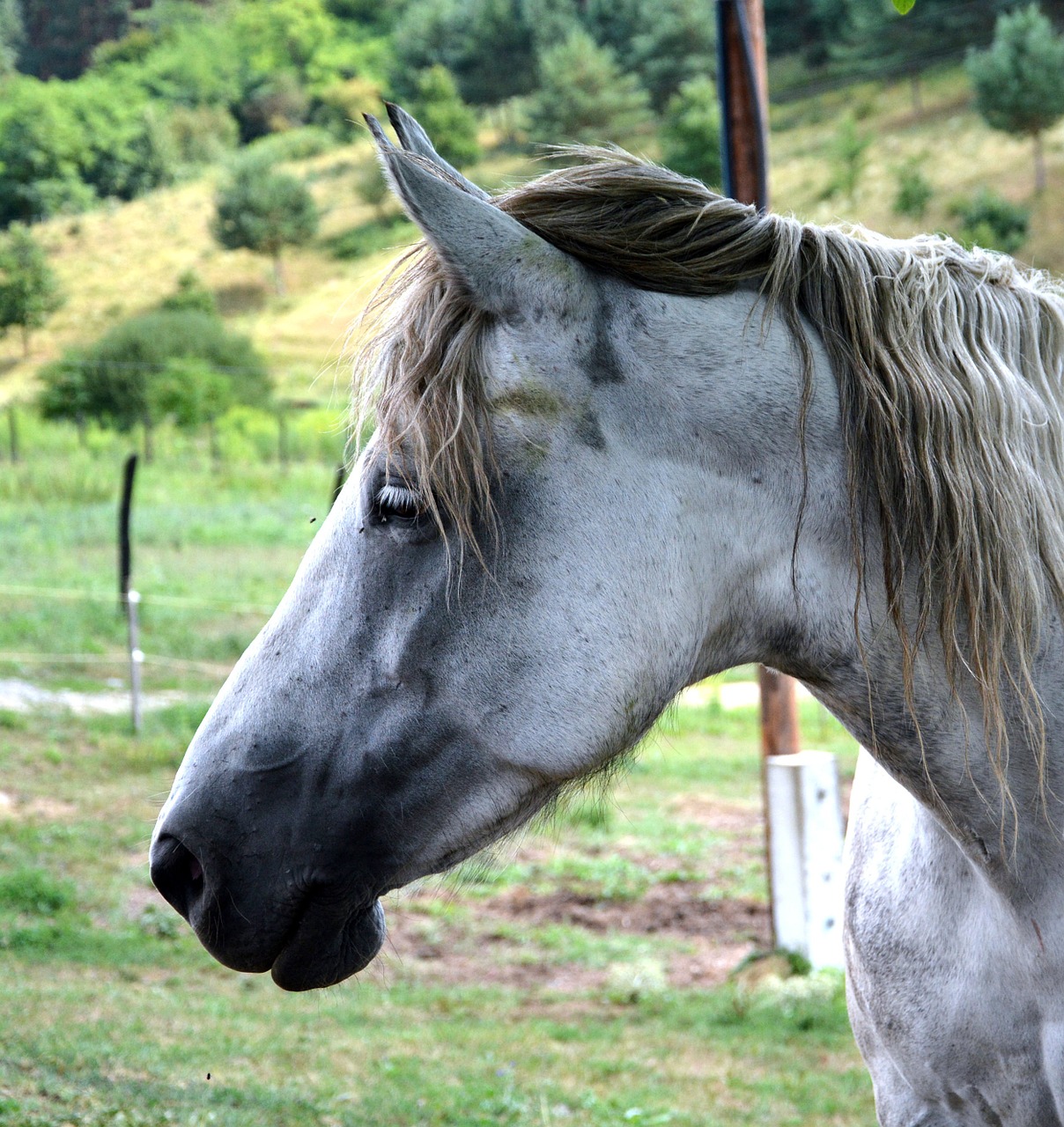 animal horse profile free photo
