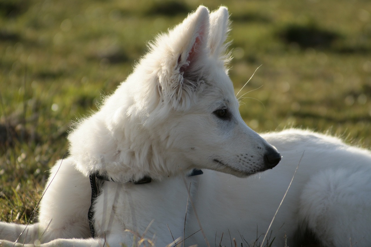 animal dog white free photo