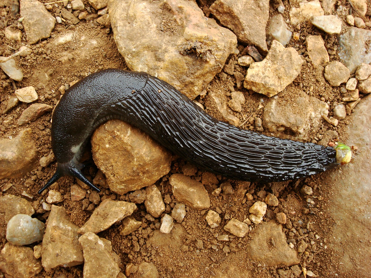 animal slug black free photo