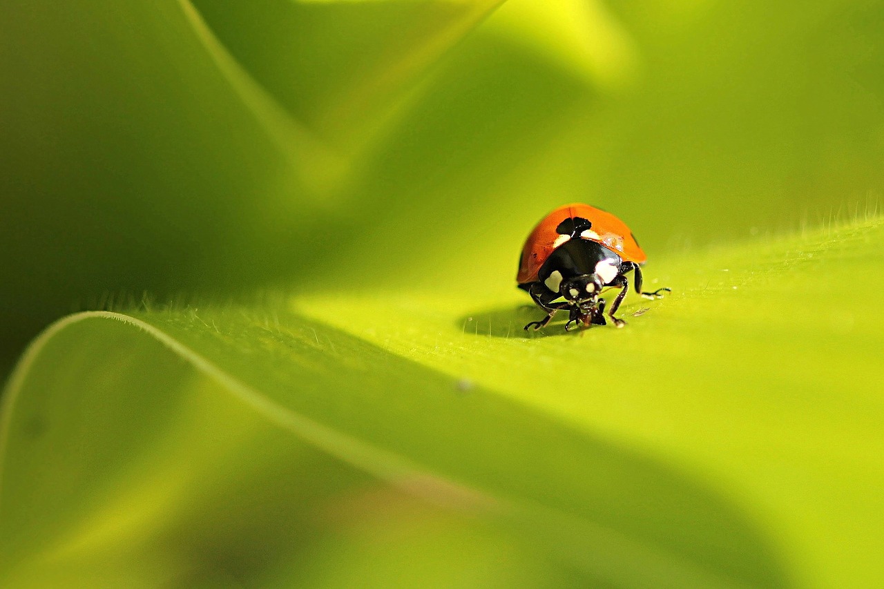 animal insect ladybug free photo