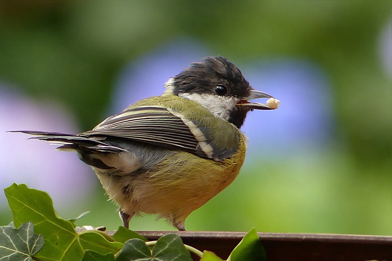 animal bird tit free photo