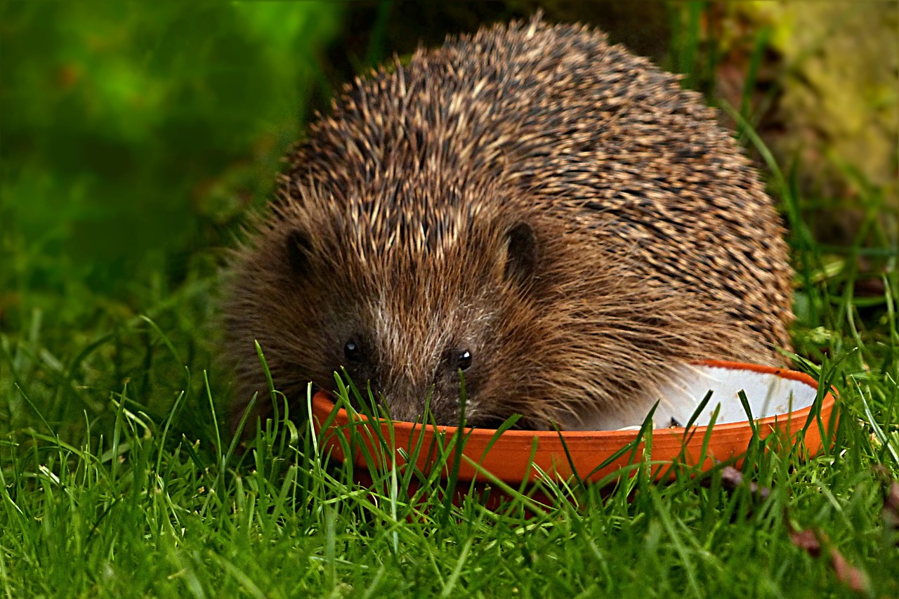 animal mammal hedgehog free photo