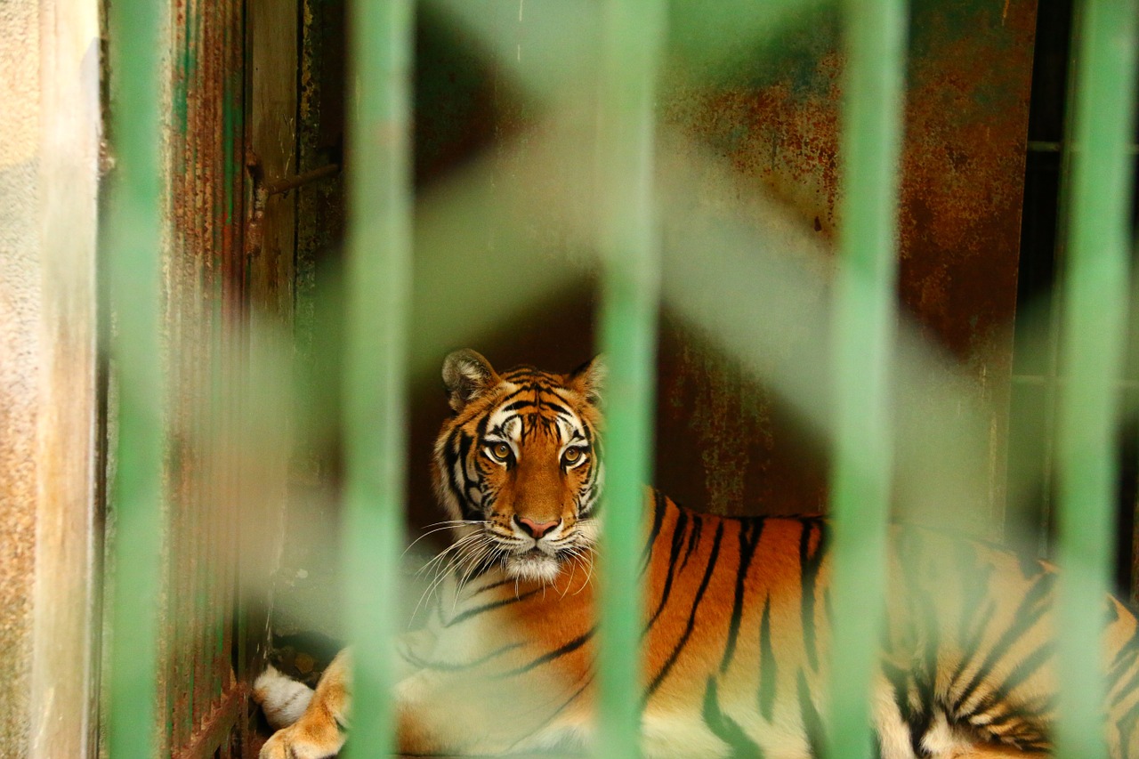 animal tiger cage free photo