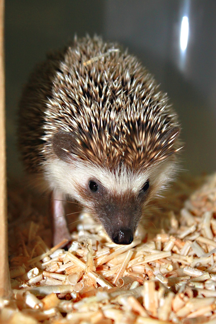 hedgehog animal cute free photo