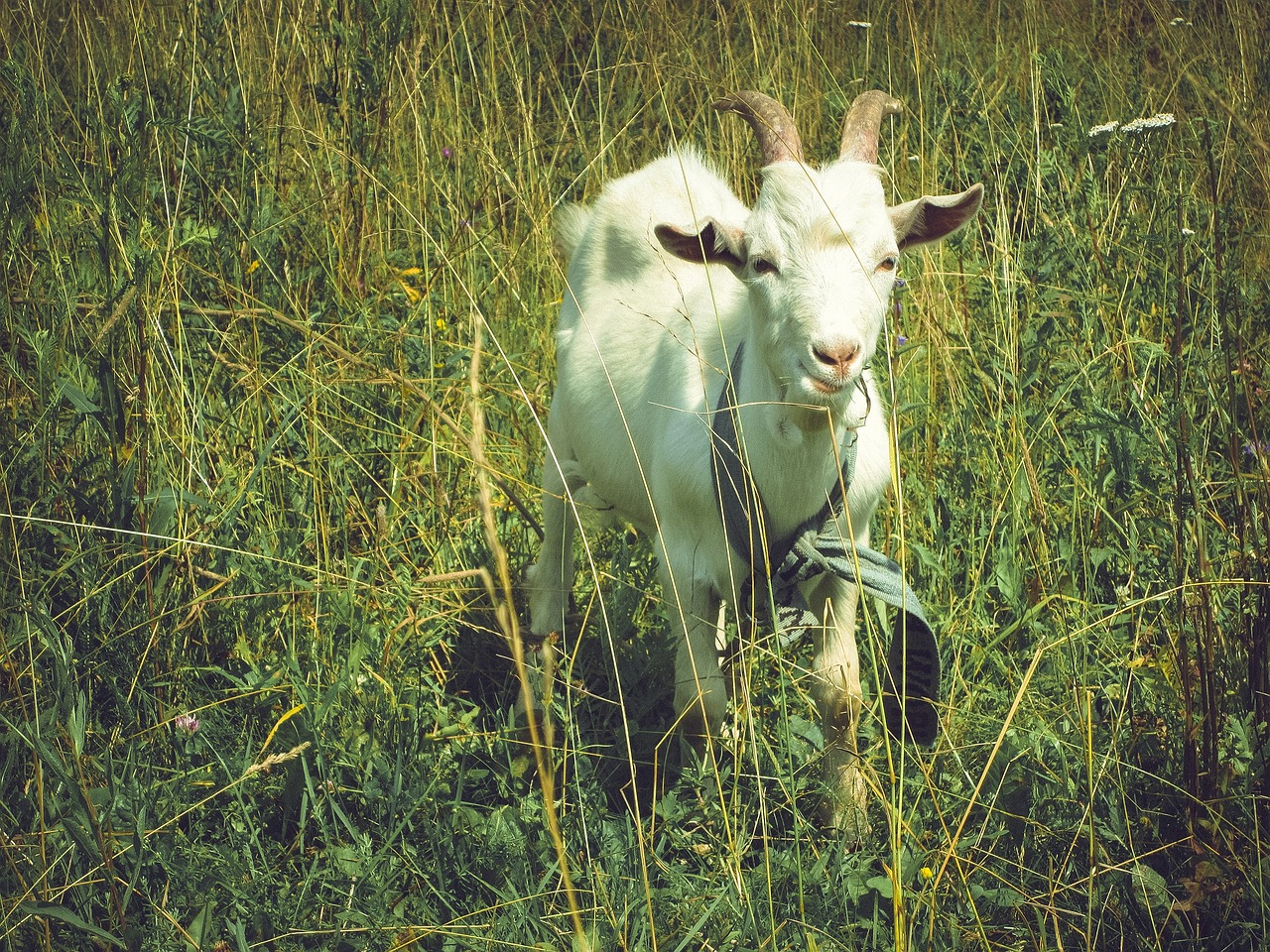 animal goat grass free photo