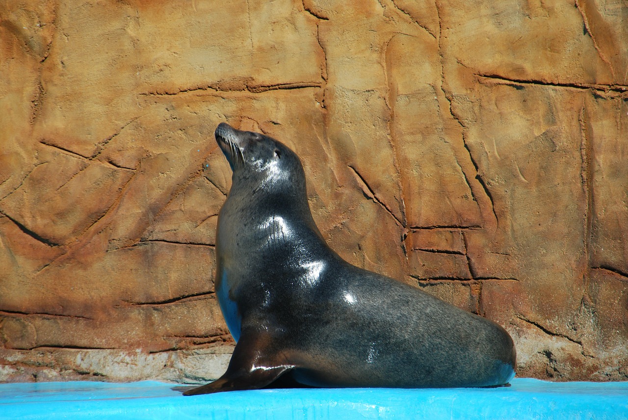 animal sea lion zoo free photo