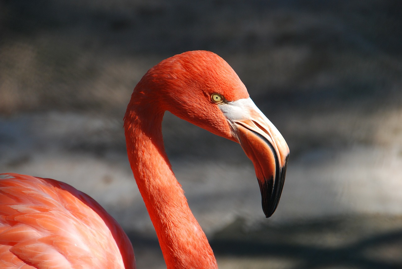 animal flamingo bill free photo