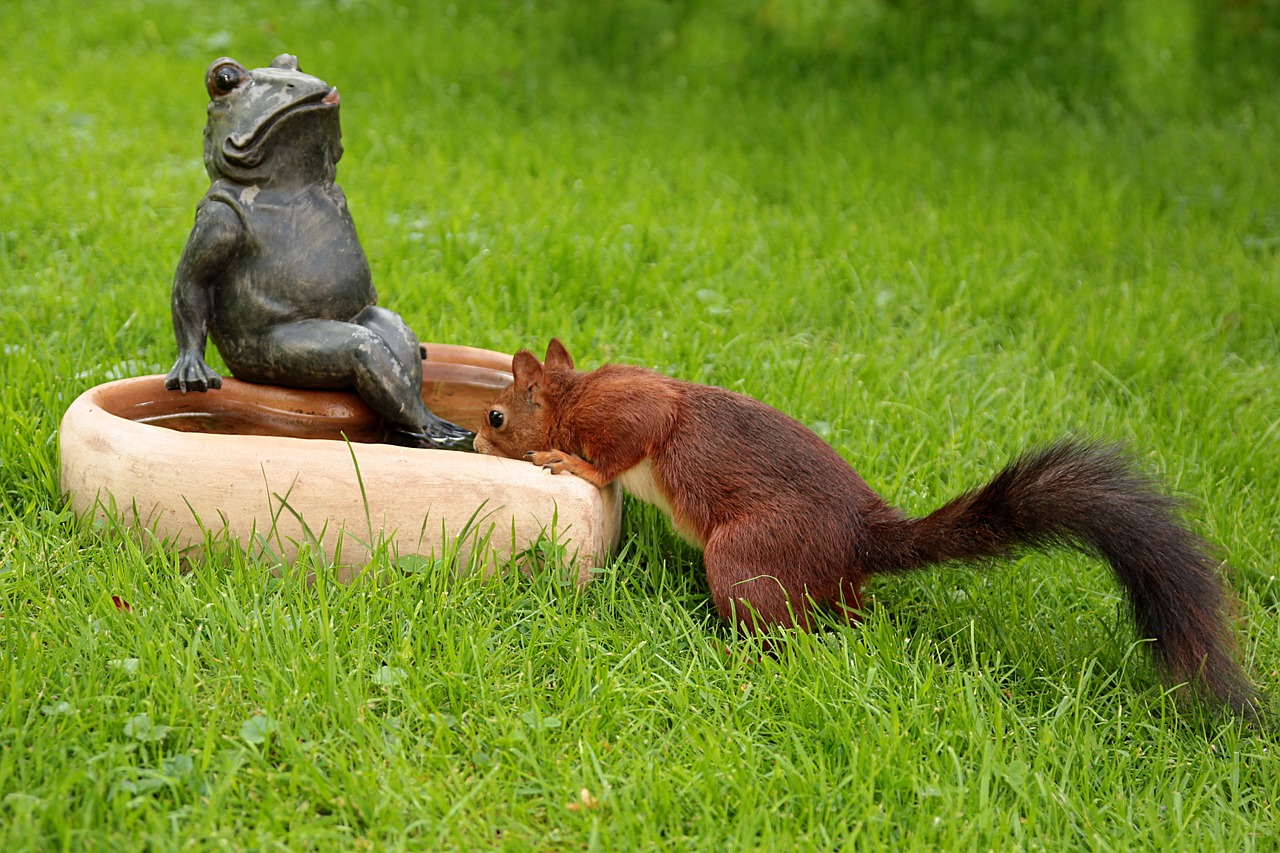animal squirrel sciurus free photo