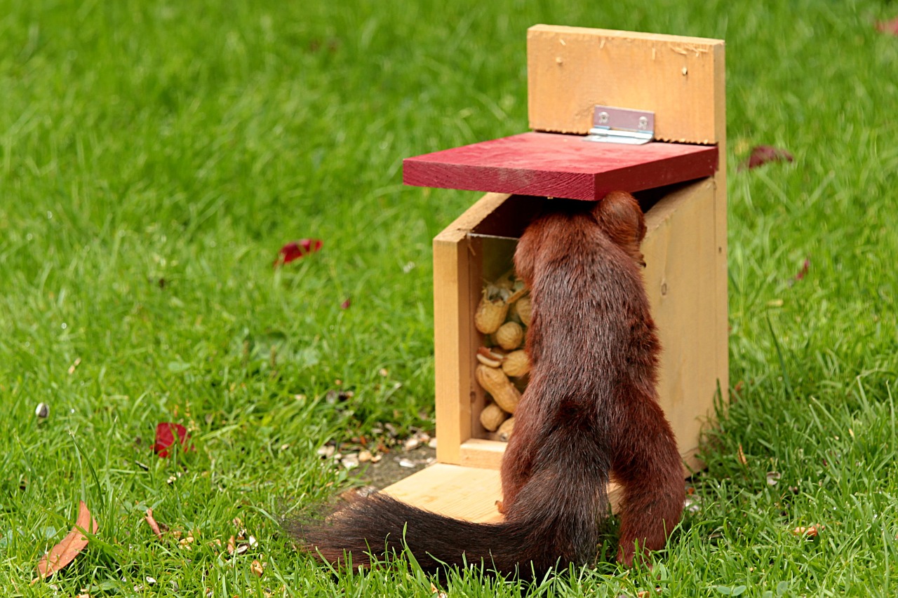 animal squirrel sciurus free photo