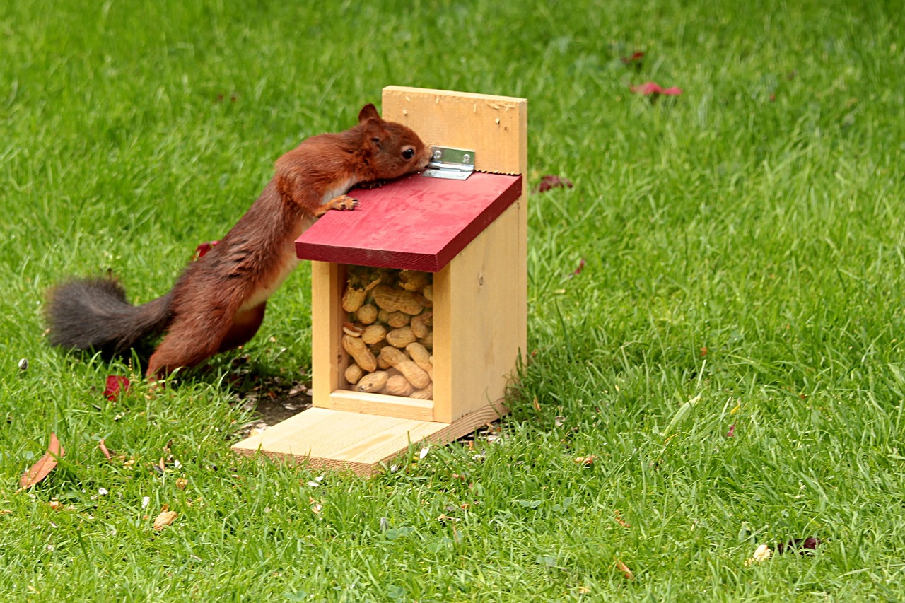 animal squirrel sciurus free photo