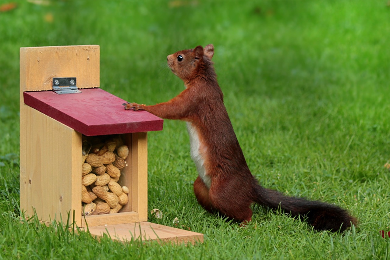 animal squirrel sciurus free photo