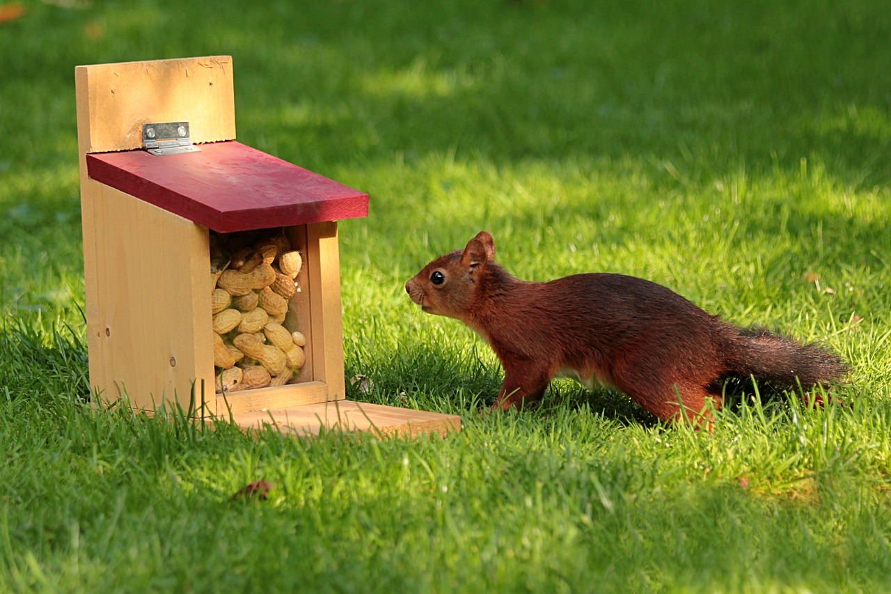 animal squirrel sciurus free photo