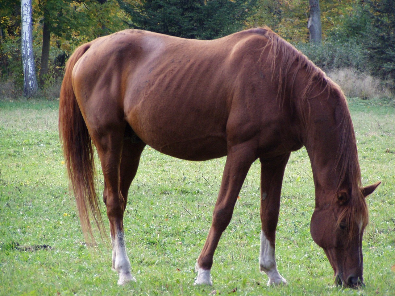 animal horse brown horse free photo