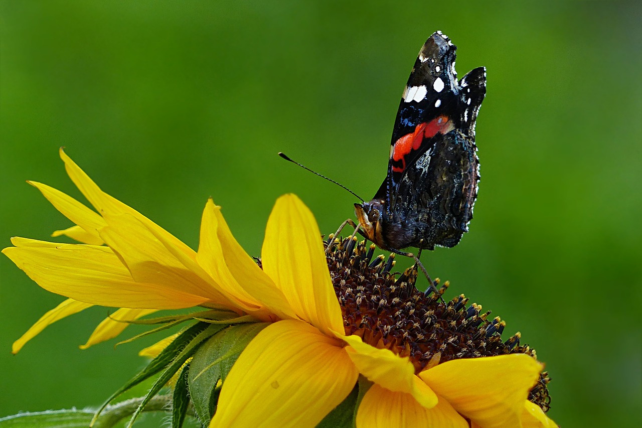 animal butterfly sun flower free photo