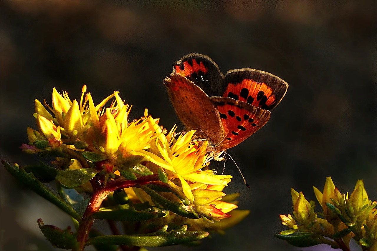 animal butterfly orange free photo