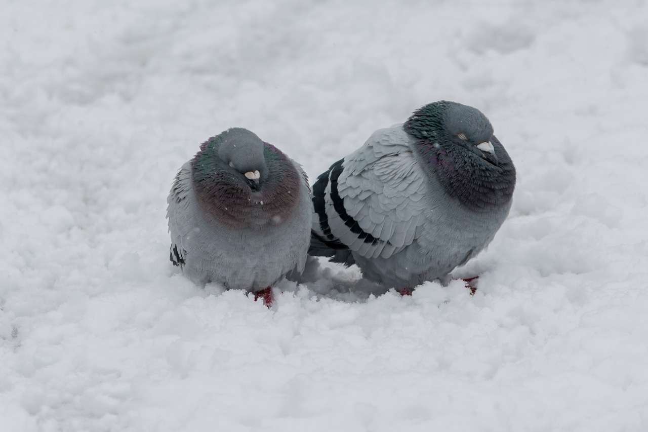 dove bird winter free photo