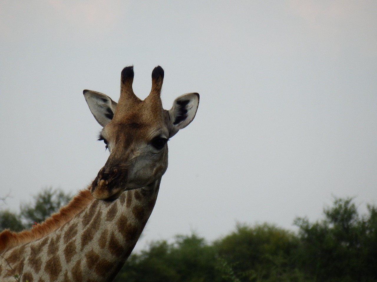 animal wild giraffe free photo