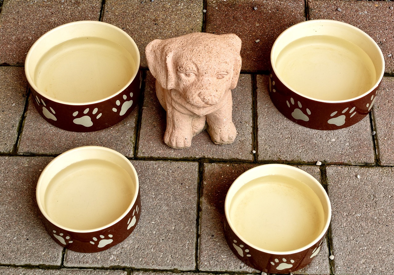 animal dog bowl bowl free photo