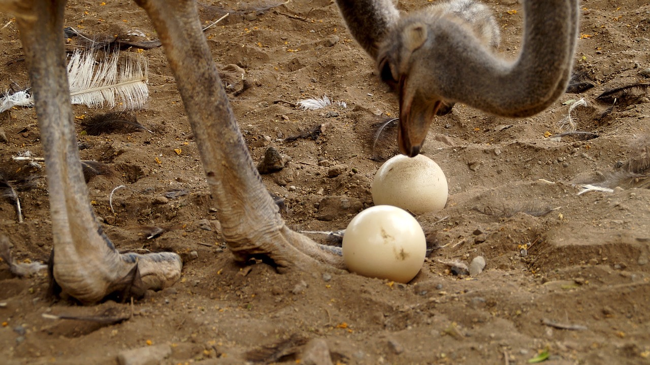 animal eggs ostriches free photo