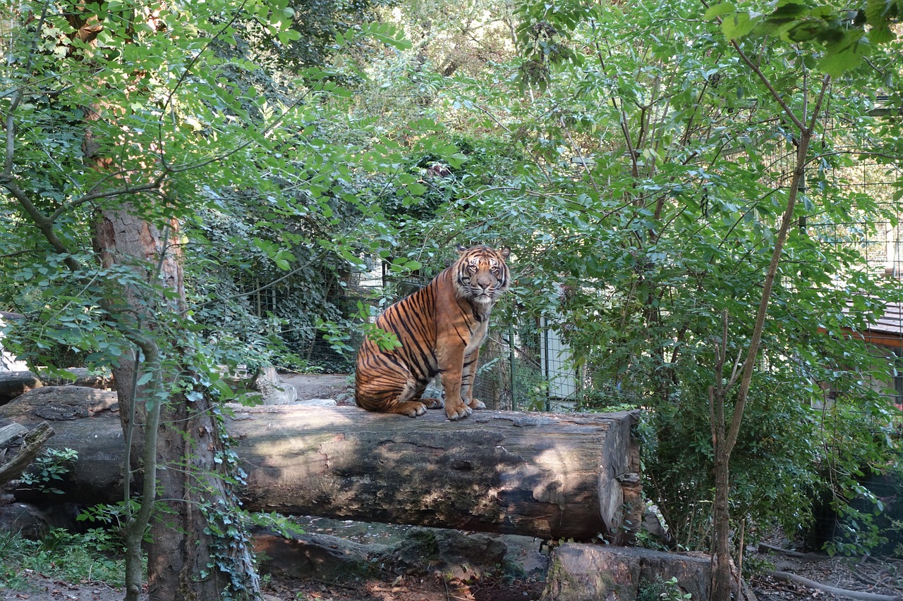 animal zoo tiger free photo