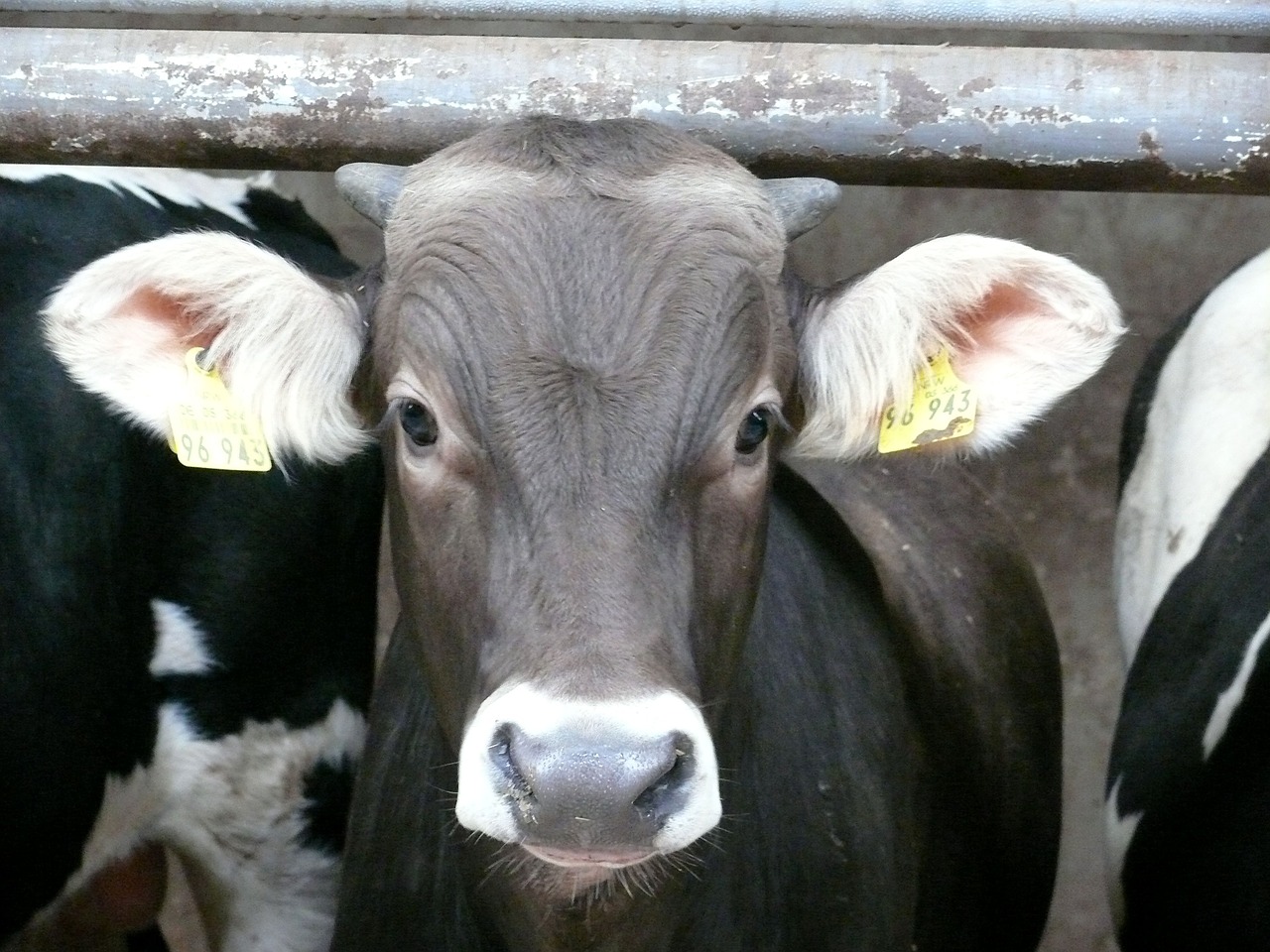 little calf cow young free photo