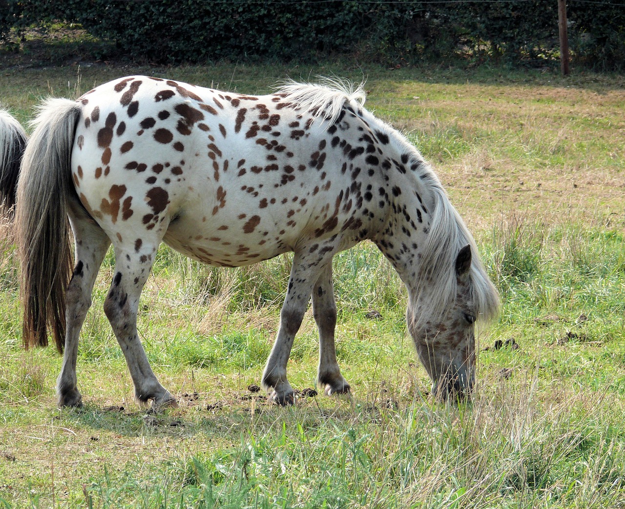 animal horse dotty free photo