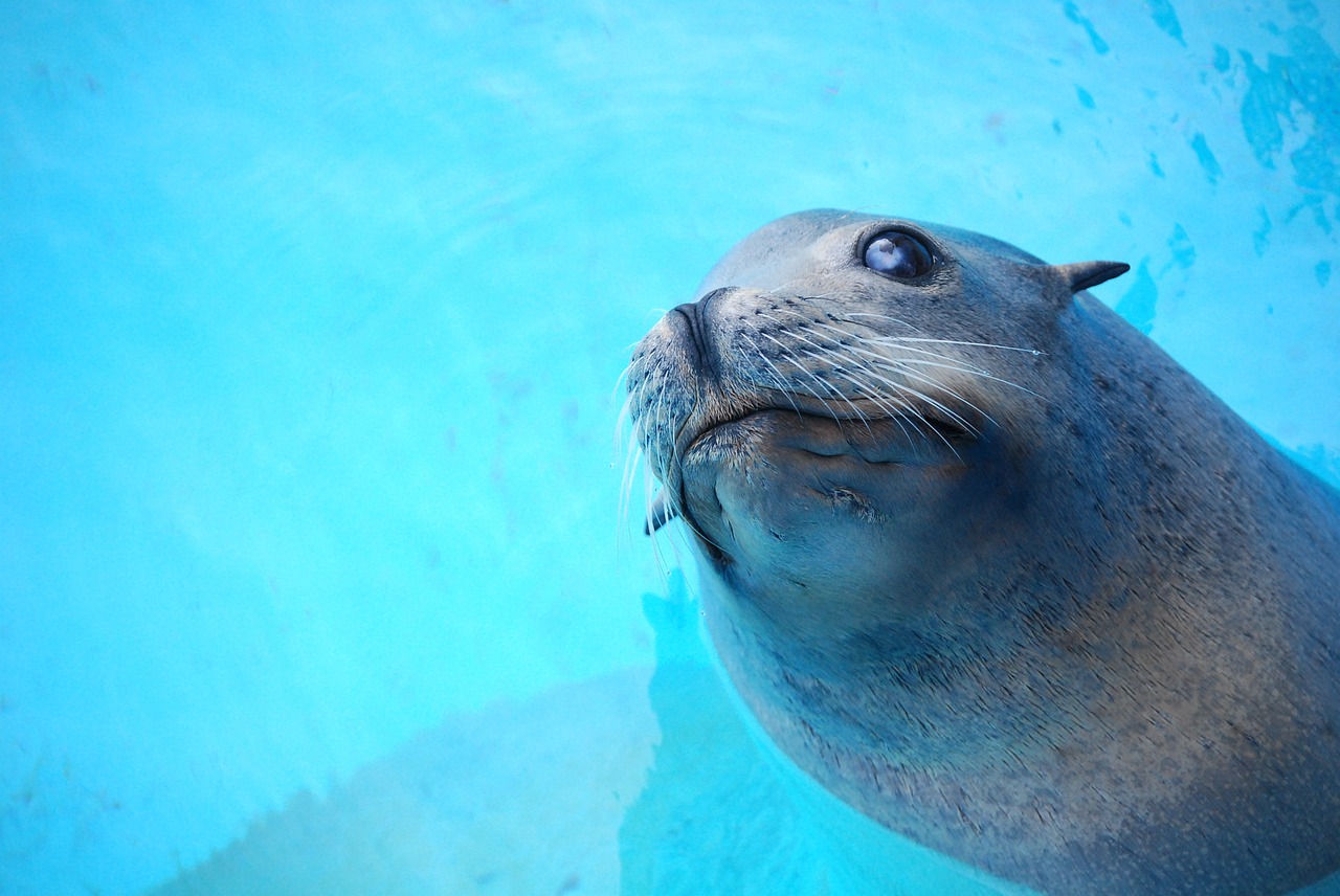 animal seal water free photo