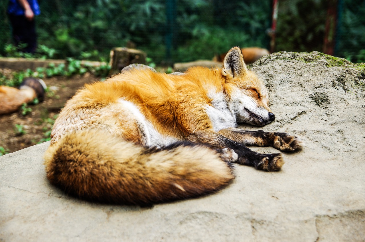 animal fox sleep free photo