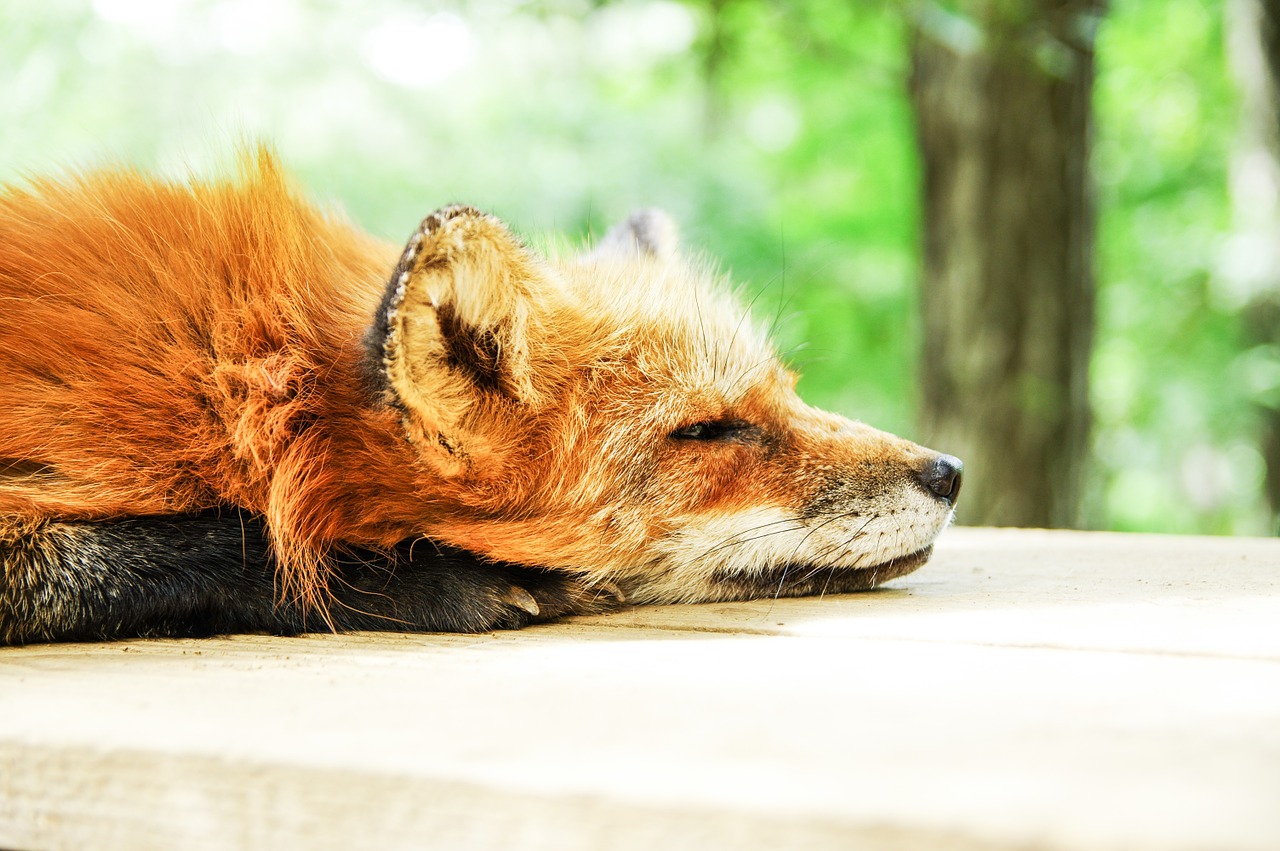 animal fox sleep free photo