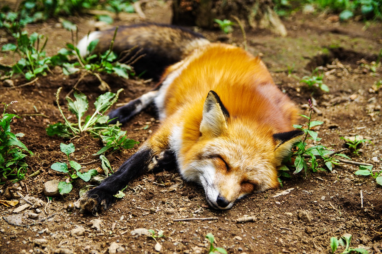 animal fox sleep free photo