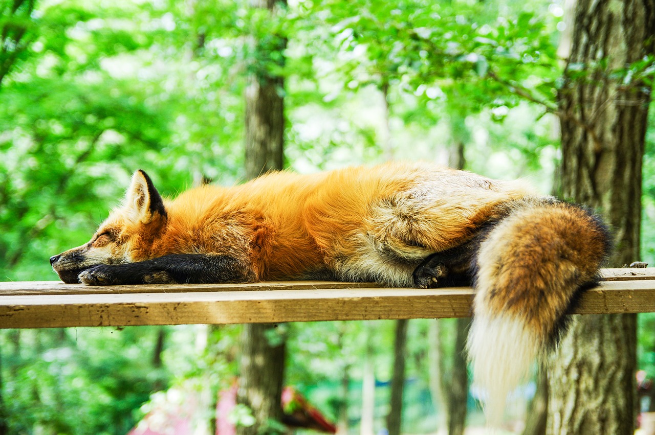 animal fox sleep free photo