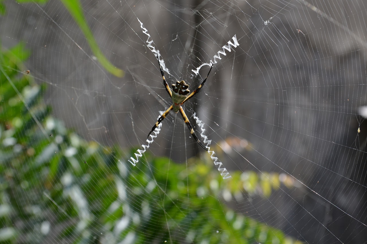 animal spider web free photo