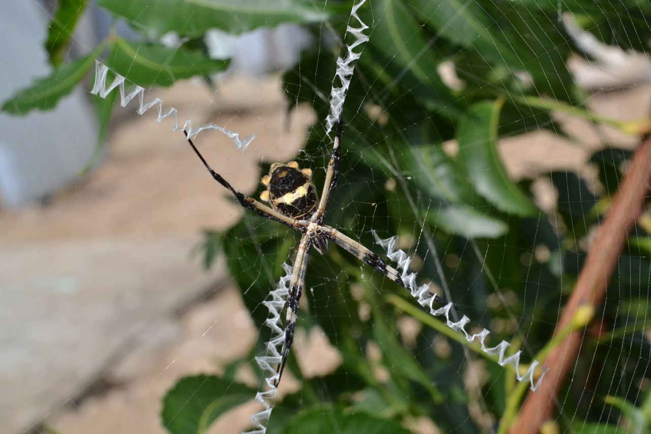 animal spider web free photo