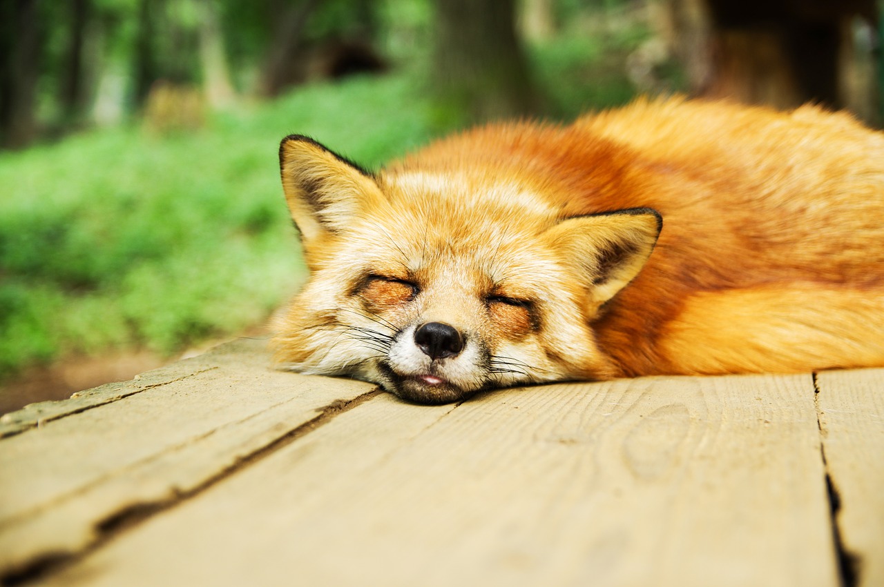 animal fox cute free photo
