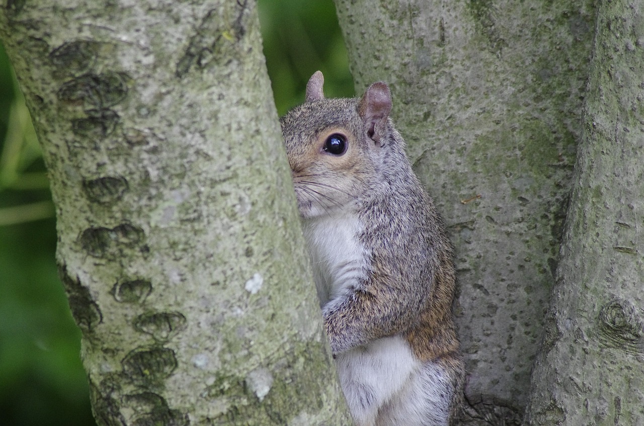 animal squirrel mutual watch free photo