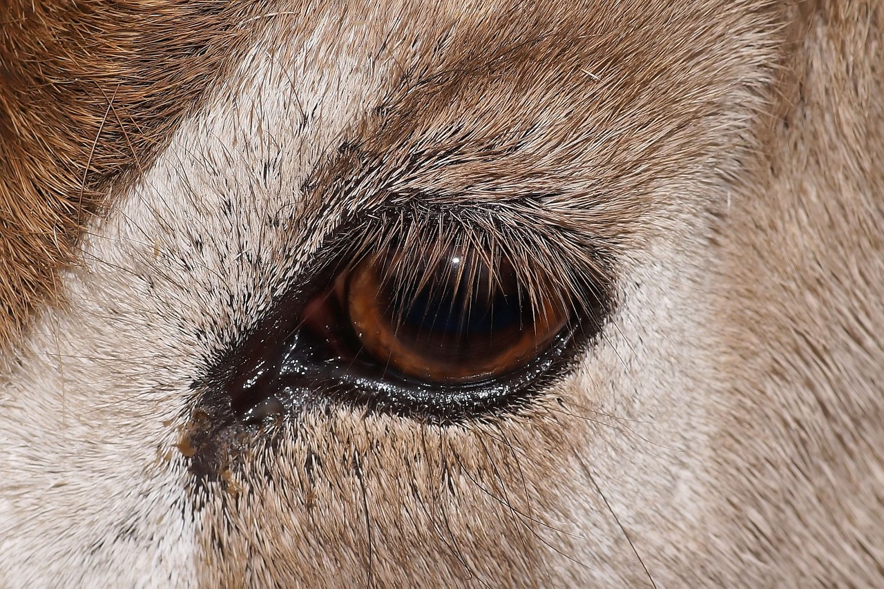 animal eye addax free photo